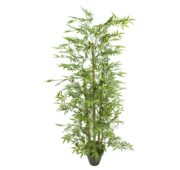 Bambou 150 cm