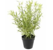 Bambou mini en pot 45 cm
