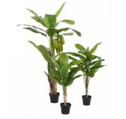 Bananier triple 100 cm