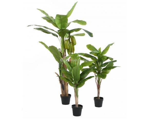 Bananier triple 100 cm