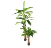 Bananier triple tronc bois 132 et 240 cm