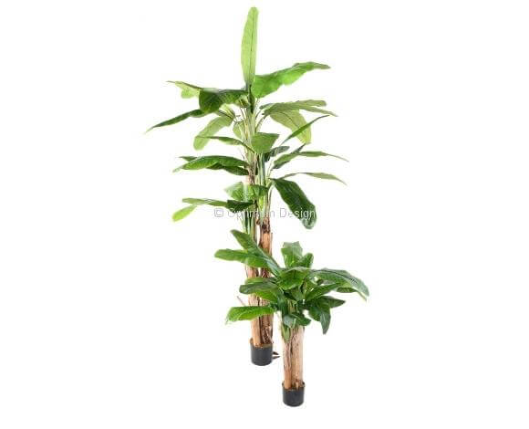 Bananier triple tronc bois 132 et 240 cm