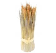Graminée blé botte 35 cm