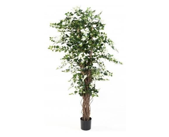 Bougainvillier lianes blanc 150 et 180 cm