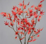 Branche érable rouge
