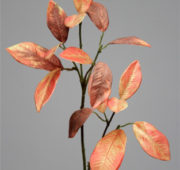 Branche laurier orange