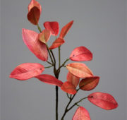 Branche laurier rouge
