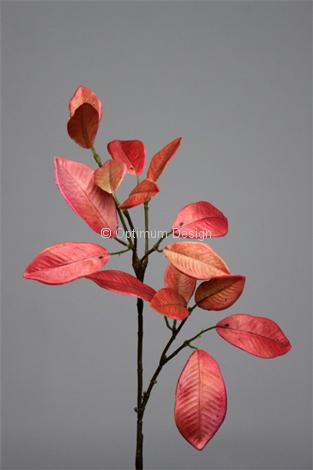 Branche laurier rouge