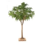 Bucida 360 cm