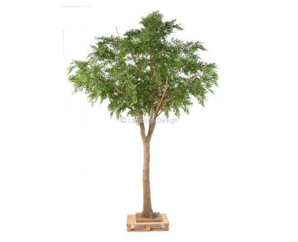 Bucida 360 cm