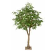 Bucida 300 cm diametre 200 cm