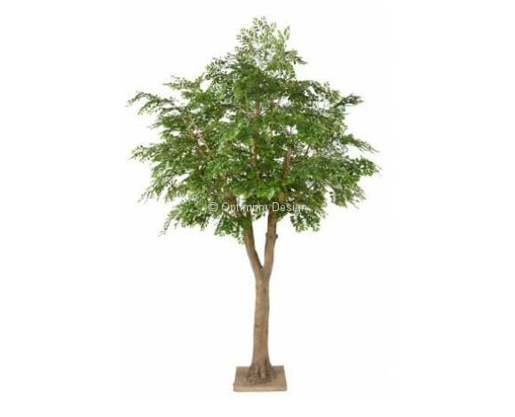 Bucida 300 cm diametre 200 cm