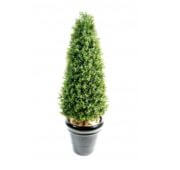Buis topiaire 70, 130, 183 et 210 cm