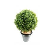 Buis boule en pot 33, 45, 72 et 100 cm
