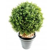 Buis boule vert en pot pvc