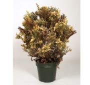 buis séché 75 cm