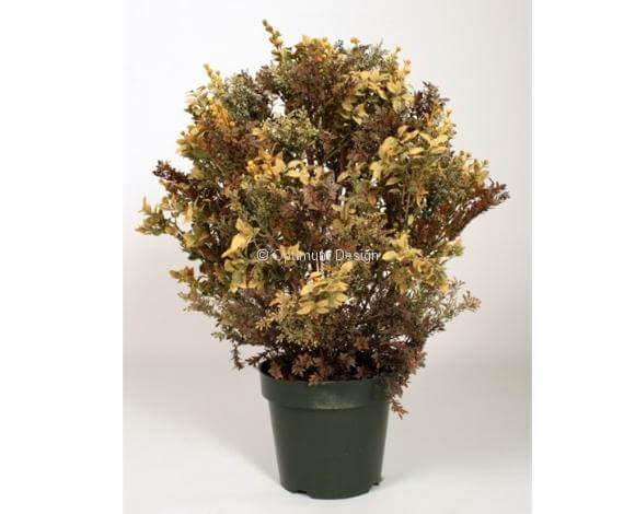 buis séché 75 cm