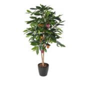 Cacaoyer 210 cm
