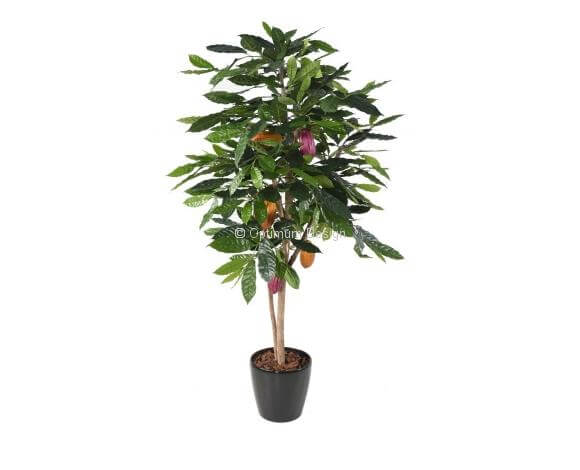 Cacaoyer 210 cm