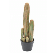 Cactus OZ