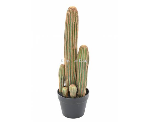 Cactus OZ