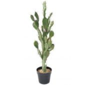 Cactus méditerranée 140 cm