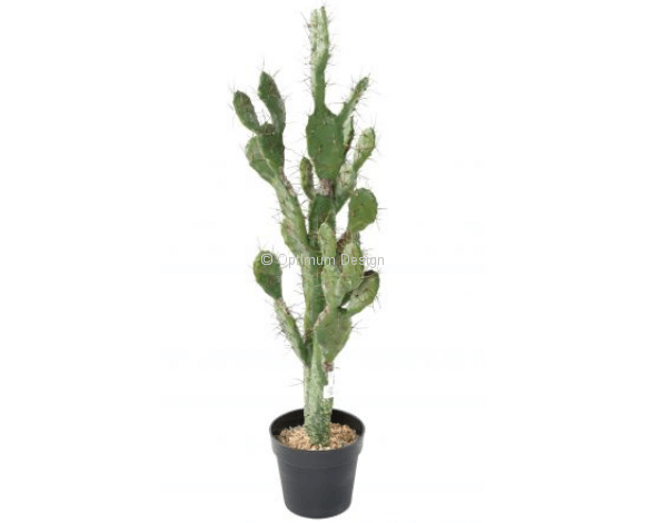 Cactus méditerranée 140 cm