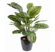 Calathea roseopicta vert en pot 70 cm