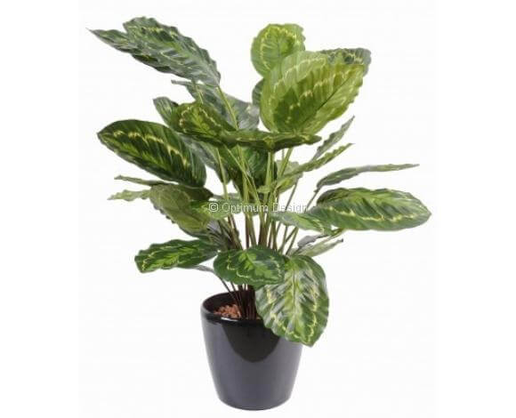 Calathea roseopicta vert en pot 70 cm