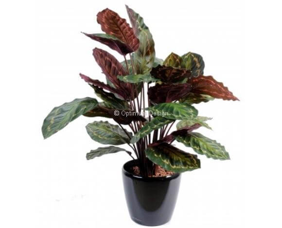 Calathea roseopicta en pot 70 cm