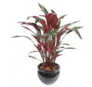 Calathea vert en pot 85 cm