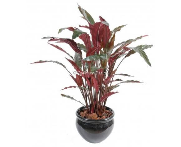 Calathea vert en pot 85 cm