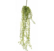 Callisia 55 cm