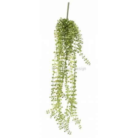 Callisia 55 cm