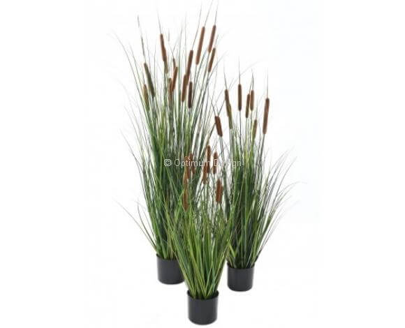 Cattail d'eau 115 cm