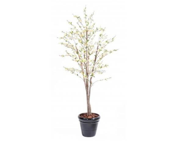 Cerisier fleur blanche en pot 210 cm
