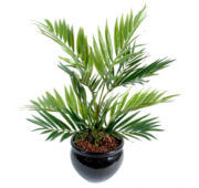 Chamaeodorea 50 cm