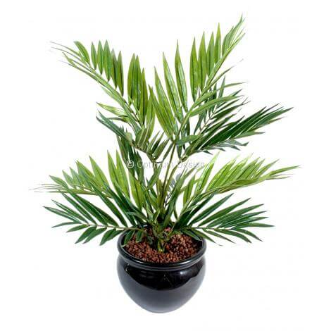 Chamaeodorea 50 cm