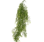 Crassula vert 85 cm