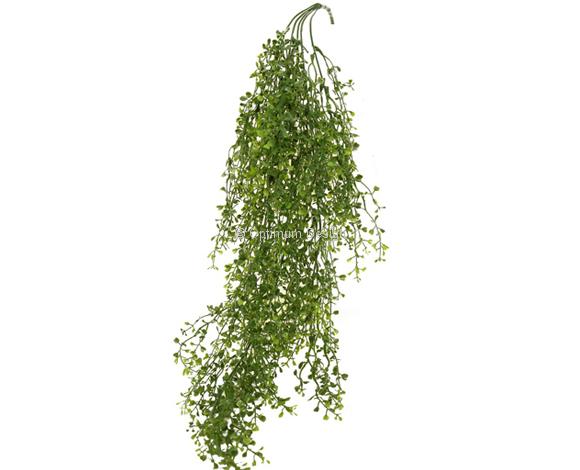 Crassula vert 85 cm