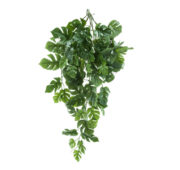 Philodendron