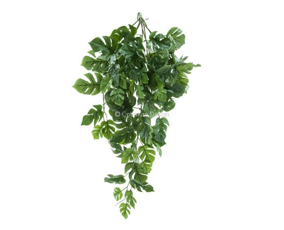Philodendron