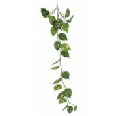 Pothos 110 cm