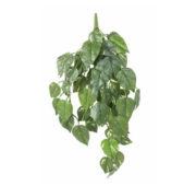 Pothos 70 cm