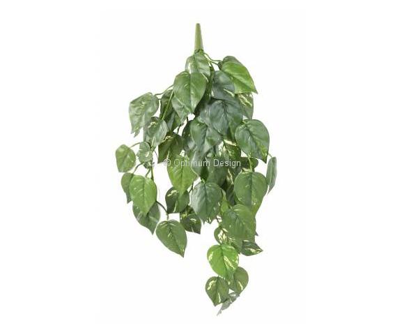 Pothos 70 cm