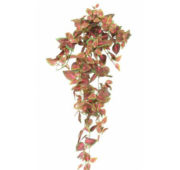 Coleus automne
