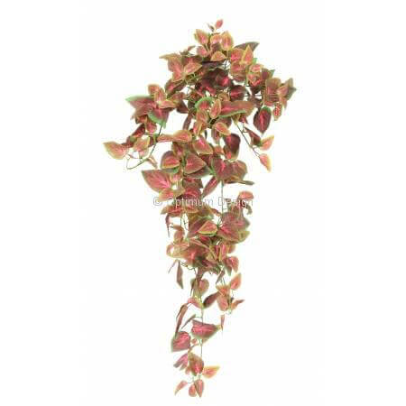 Coleus automne