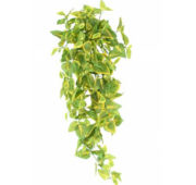 Coleus vert