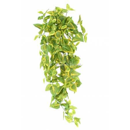 Coleus vert