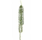 Crassula collier